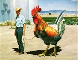 Gallo al guinzaglio