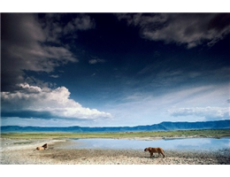 Leonessa e leone sul lago della savana