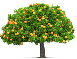 Un albero con molti buoni frutti.