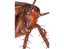 Gregor Samsa