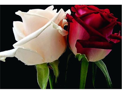 Due rose per due eventi.