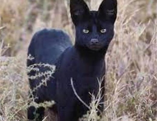 Attenti a Serval, la pantera pugliese.